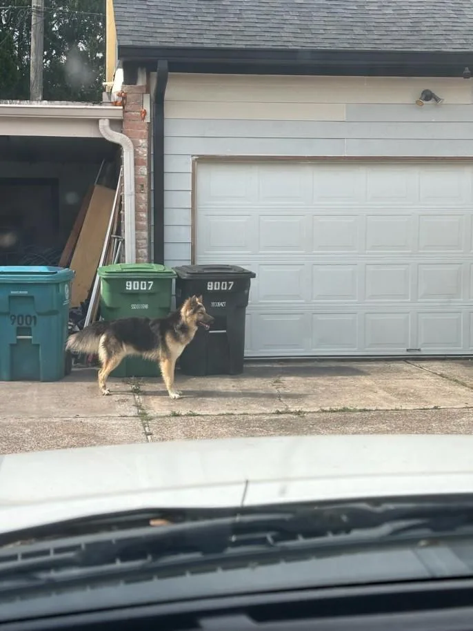 A young medium-sized male German Shepherd Dog dog named Toby for adoption in Houston, TX