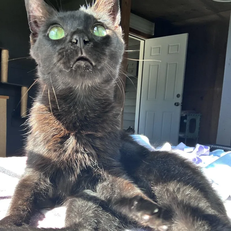 A young small-sized female Black Domestic Short Hair cat named Saint for adoption in Freeport, FL