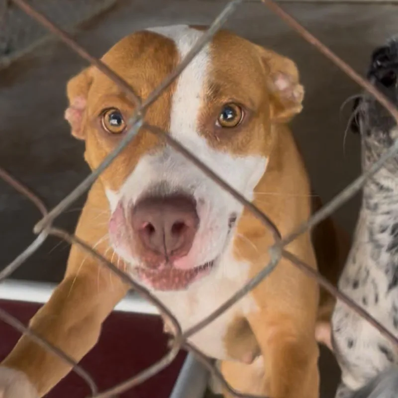 A young medium-sized female White / Cream Mixed Breed dog named Candy for adoption in QUINCY, FL