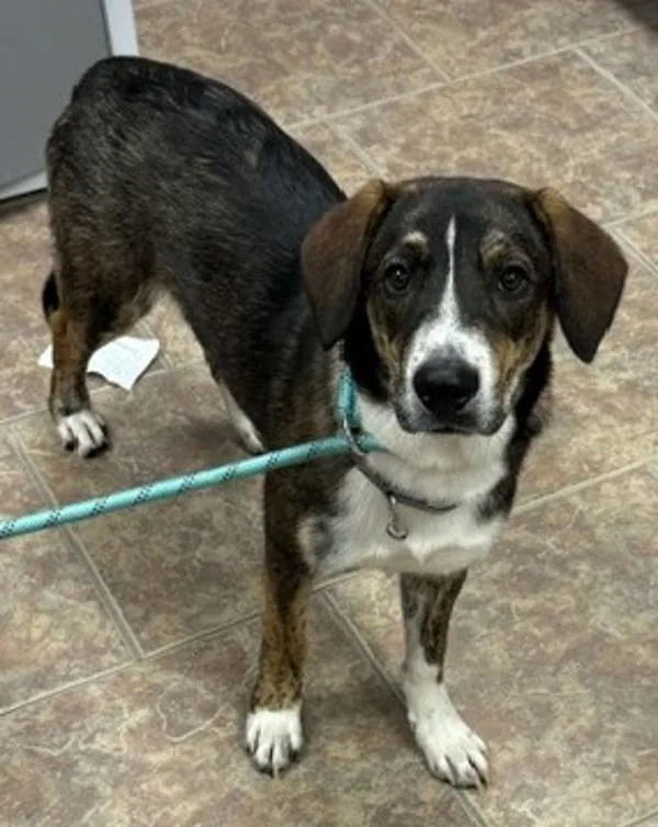 A young medium-sized male Hound dog named Zeke for adoption in Littleton, CO