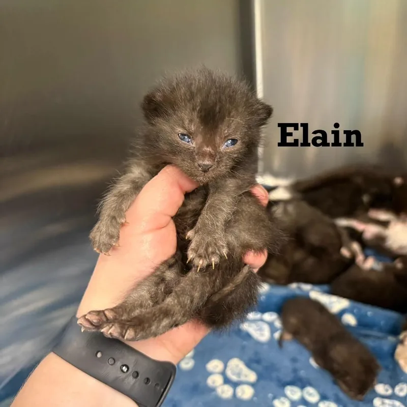 Elain