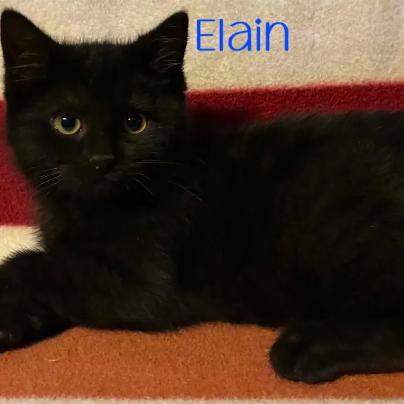 Elain thumbnail 2