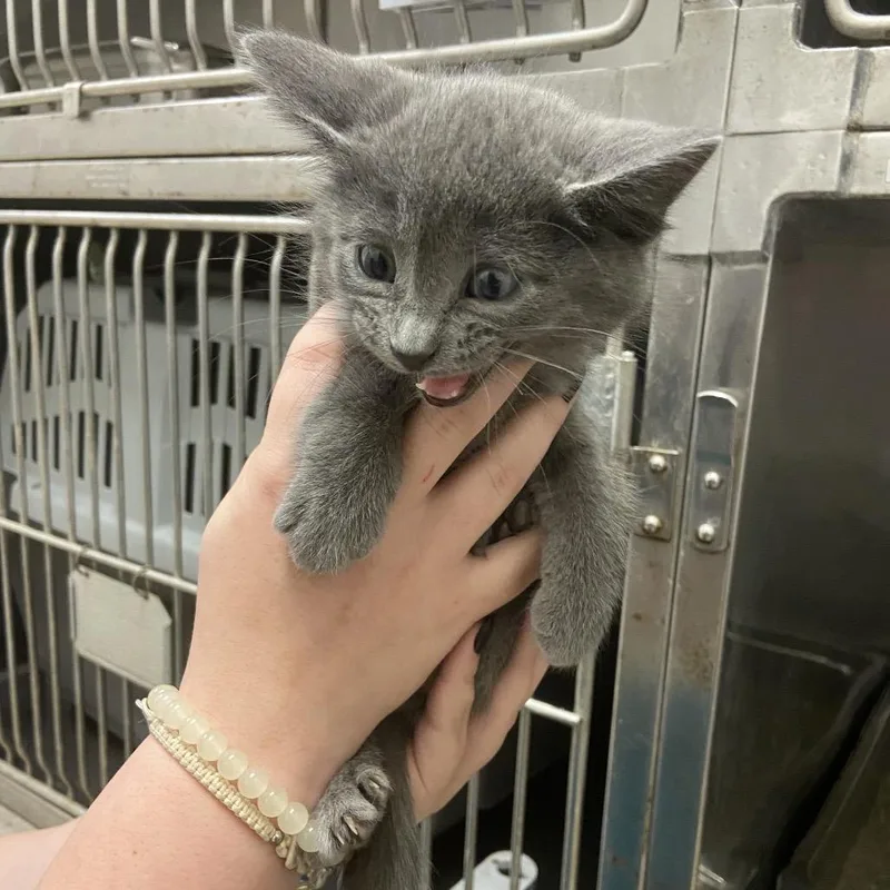 A baby small-sized female Domestic Short Hair cat named Tide for adoption in Monroe, LA