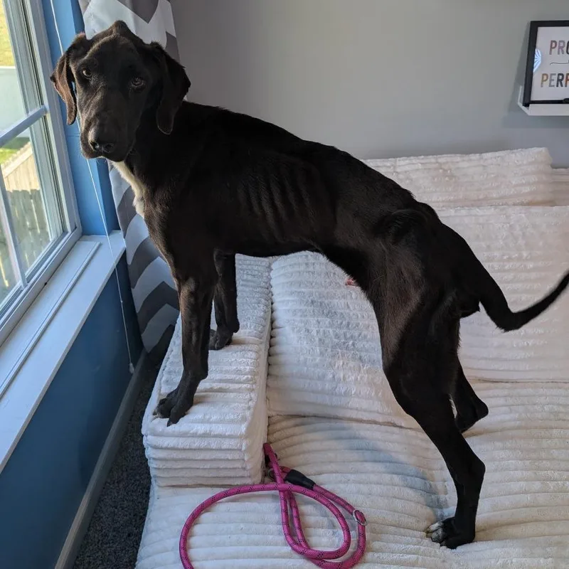 An adult medium-sized male Black Hound dog named Remy for adoption in Alexandria, VA