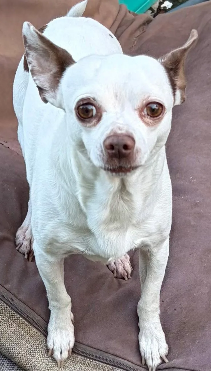 A young small-sized male Chihuahua dog named Bam Bam for adoption in Franklin, TN