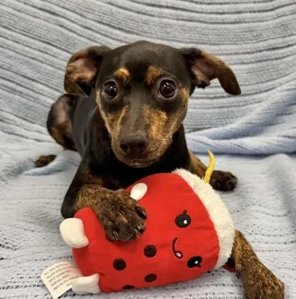 A baby small-sized female Miniature Pinscher dog named Ulna for adoption in Mason, MI