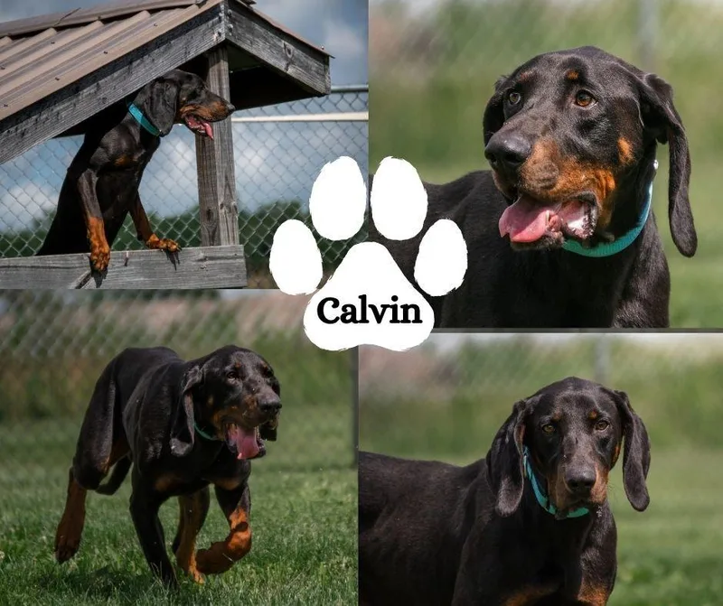 Calvin