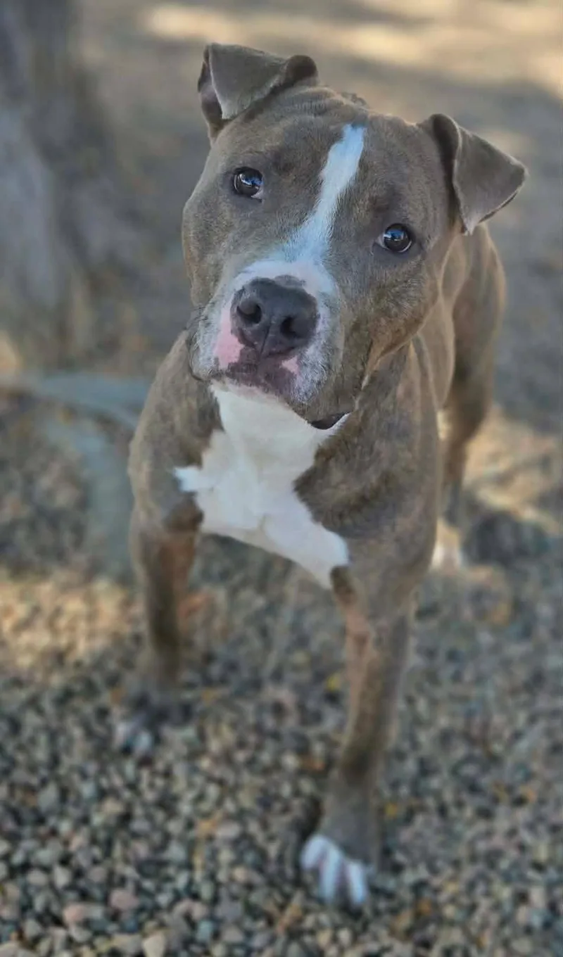 An adult medium-sized male American Bulldog dog named Rubble for adoption in Canon City, CO