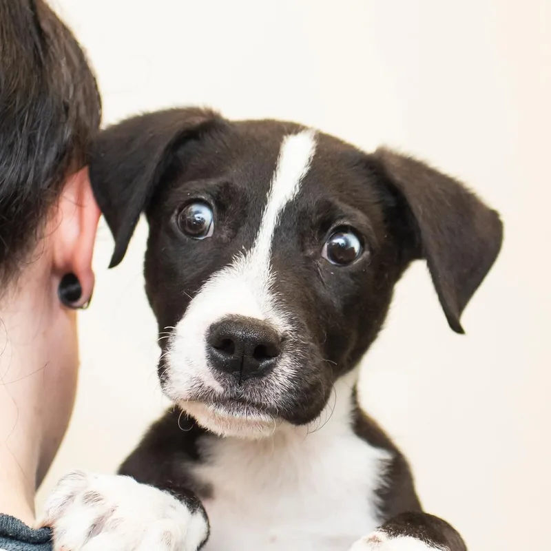 A baby small-sized male Black Mixed Breed dog named Beans for adoption in Middletown, RI