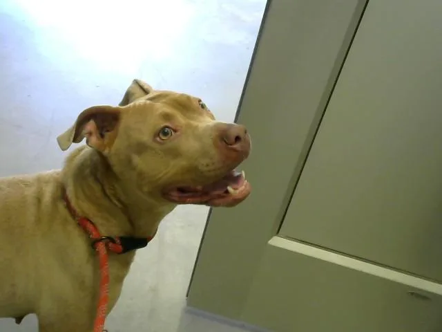 An adult medium-sized female Pit Bull Terrier dog named Camila for adoption in Toledo, OH