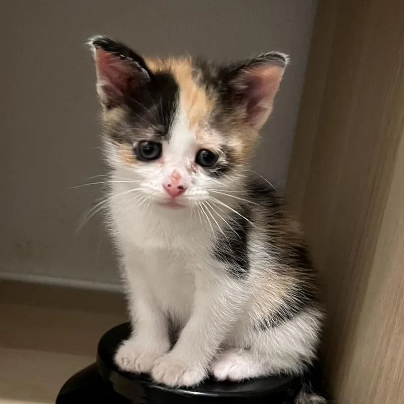 Lucy