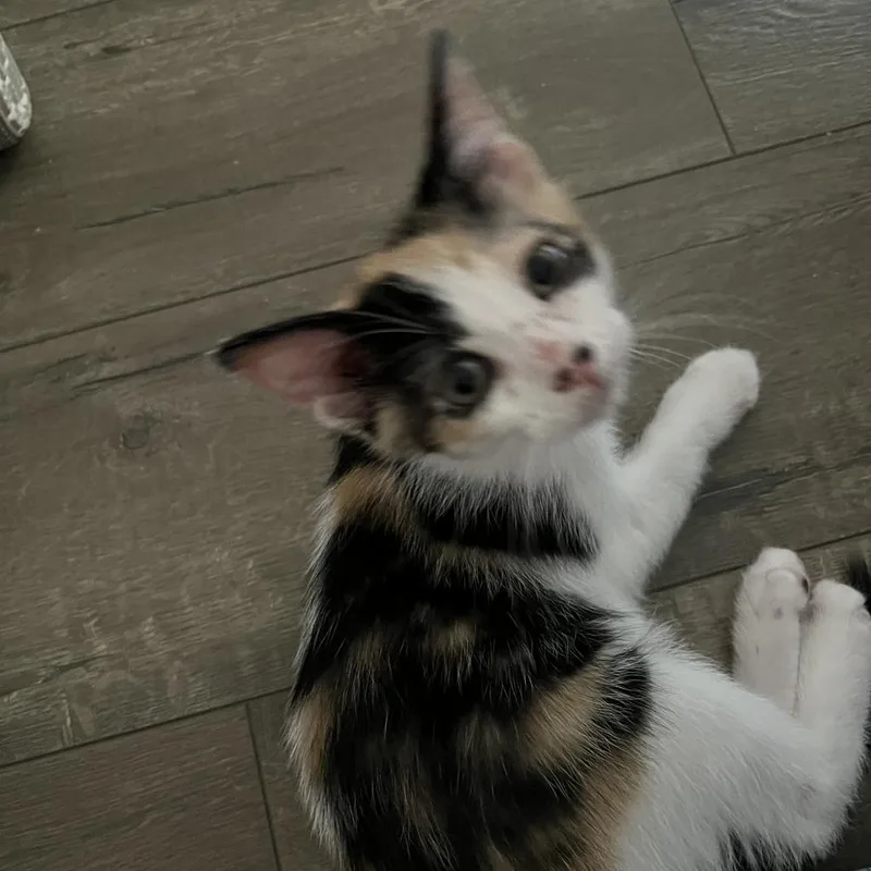 Lucy thumbnail 6