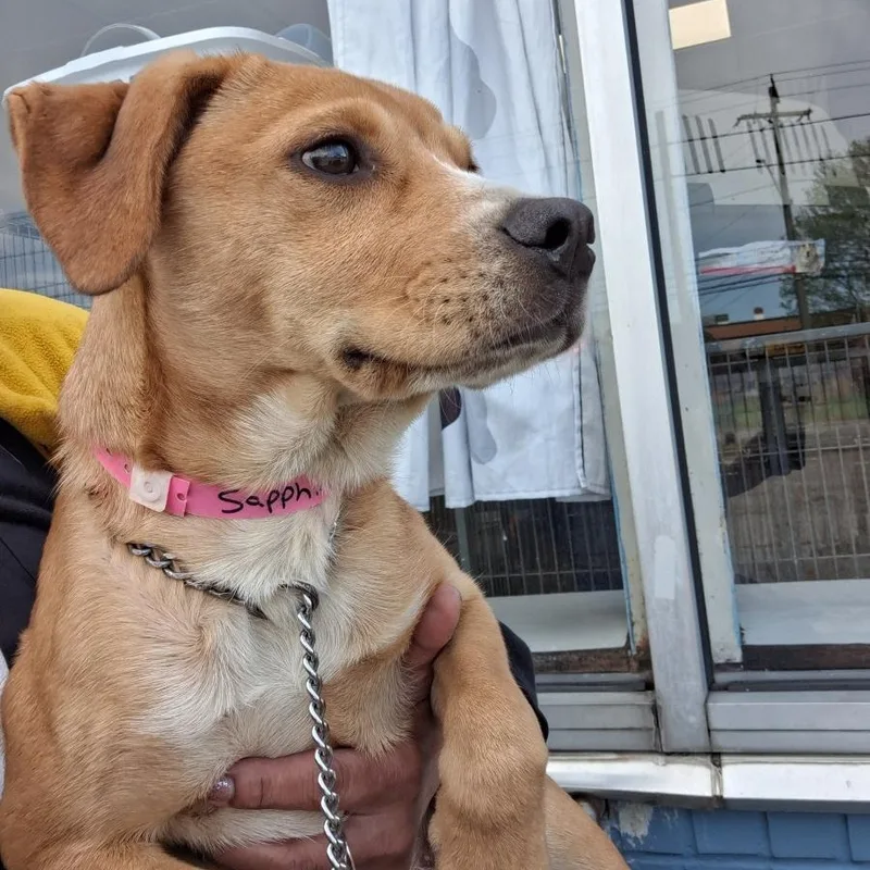 A baby medium-sized female Golden Labrador Retriever dog named Sapphire for adoption in Parma, OH
