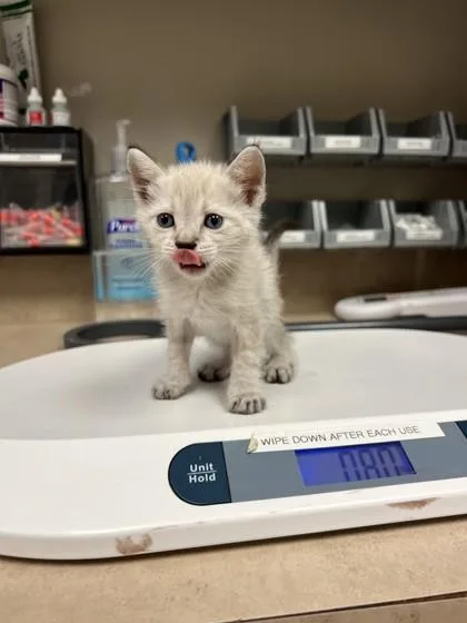 A baby small-sized male Domestic Short Hair cat named Charmander for adoption in Farmers Branch, TX