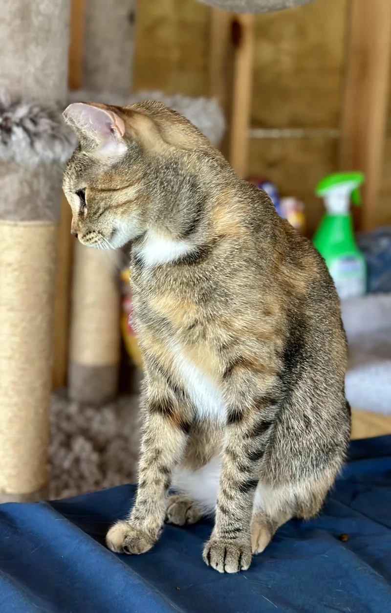 Tammy