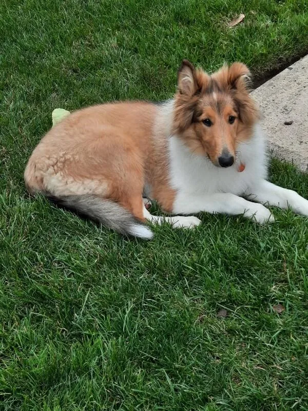 Willow