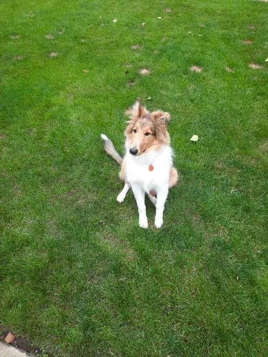 Willow thumbnail 2