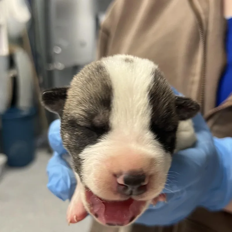 A baby small-sized male White / Cream Shepherd dog named Reptar for adoption in Greenville, SC