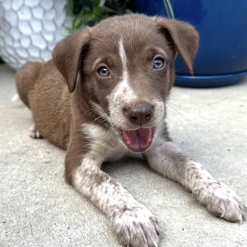 A baby medium-sized male Brown / Chocolate Husky dog named Twix Mini for adoption in Andover, MA