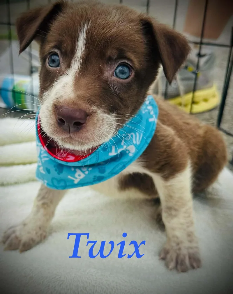 Twix Mini thumbnail 5