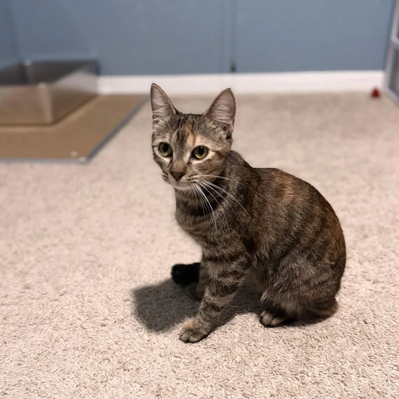 A young medium-sized female Domestic Short Hair cat named Alicent for adoption in St. Cloud, FL