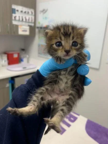 A baby small-sized female Brown / Chocolate Domestic Short Hair cat named Jade for adoption in Kansas City, MO