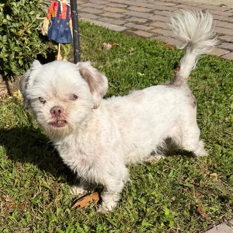 An adult small-sized male Shih Tzu dog named Emery for adoption in Calverton, NY