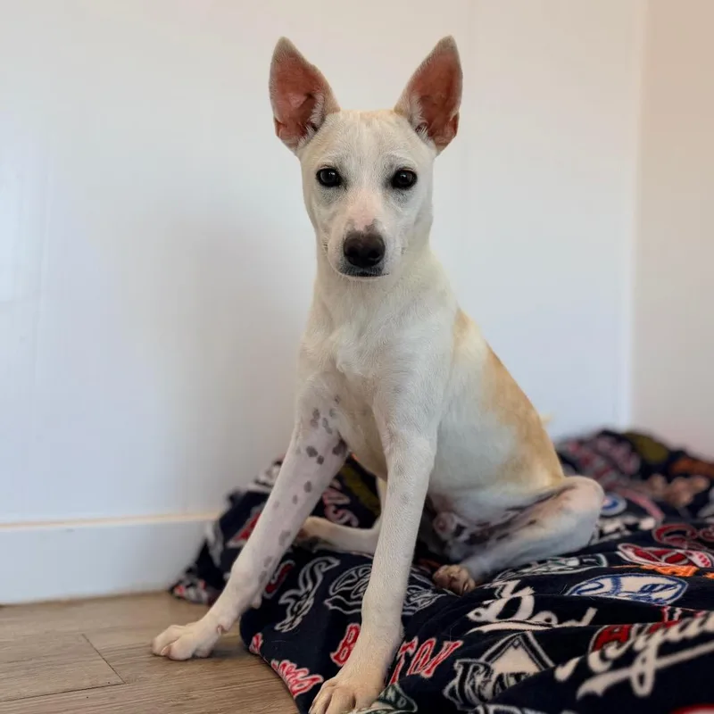 A baby medium-sized male Yellow / Tan / Blond / Fawn Carolina Dog dog named Ozzy for adoption in Green Bay, WI