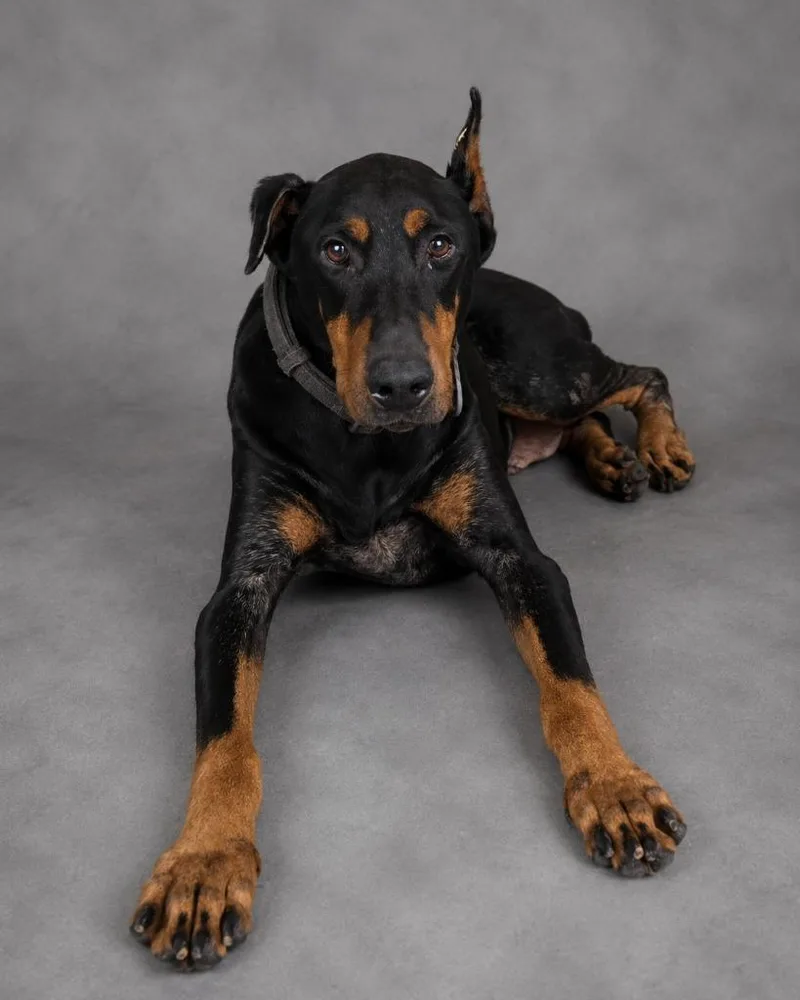 A young large-sized female Doberman Pinscher dog named Ella for adoption in Hardeeville, SC