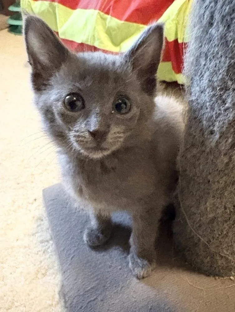 A baby small-sized female Gray / Blue / Silver Domestic Short Hair cat named Tiffany for adoption in Rochester, IN