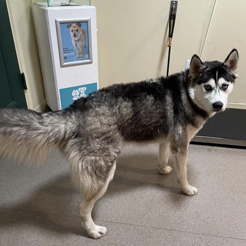 An adult medium-sized male Black Siberian Husky dog named Conrad for adoption in Pasadena, CA