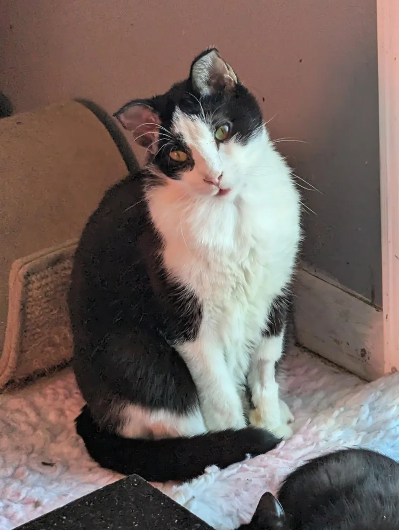 An adult medium-sized male Black & White / Tuxedo Domestic Short Hair cat named Freddy for adoption in Waterloo, IA