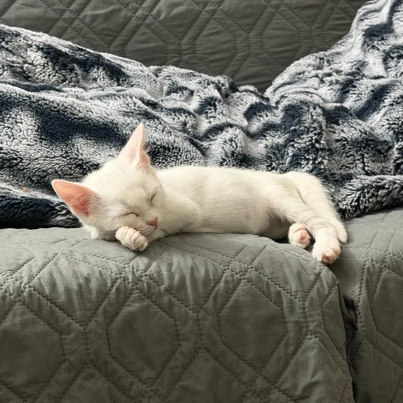 A baby small-sized male White Domestic Short Hair cat named Silver Bokoblin for adoption in Davis, CA