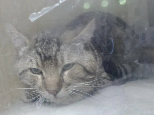 An adult small-sized male Domestic Short Hair cat named A for adoption in Moreno Valley, CA