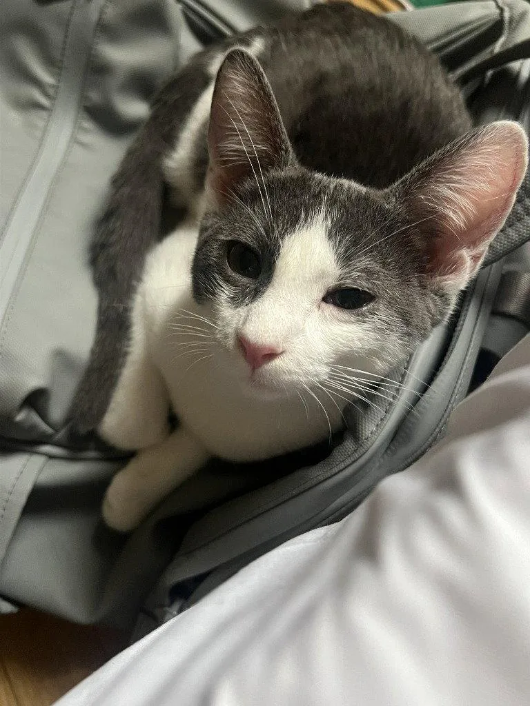 A baby medium-sized male Domestic Short Hair cat named Ulysses for adoption in St. Helens, OR