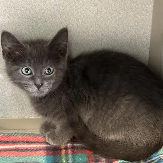 A baby small-sized male Gray / Blue / Silver Domestic Short Hair cat named Kirk for adoption in Davenport, IA