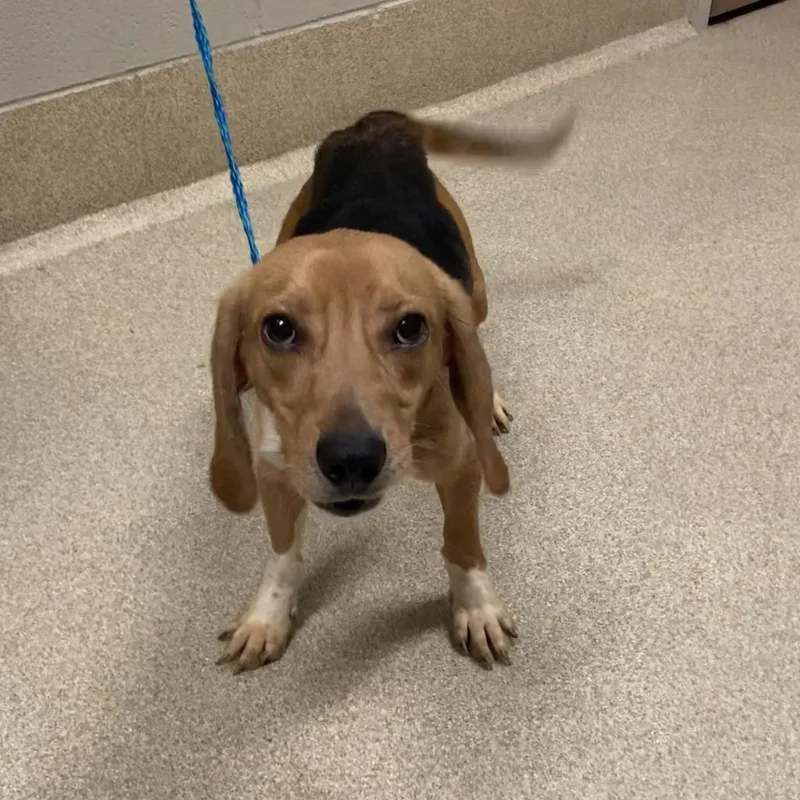 A senior medium-sized male Black Beagle dog named Ranger for adoption in Bristol, IN