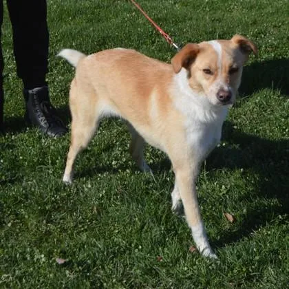 A young medium-sized female Cocker Spaniel dog named Goldie for adoption in Elk Grove Village, IL