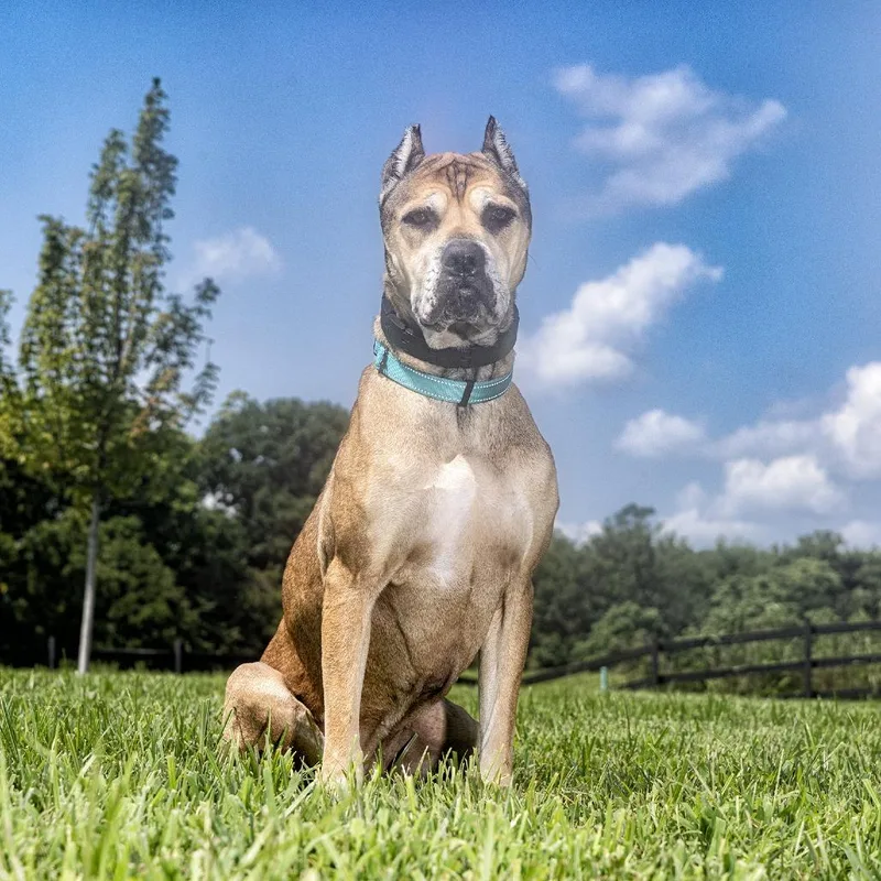 A senior large-sized female Yellow / Tan / Blond / Fawn Mixed Breed dog named Gloria for adoption in Franklin, TN