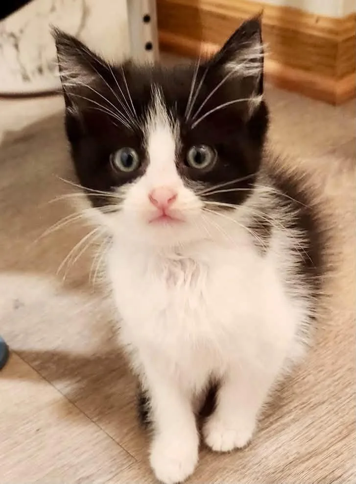 A baby medium-sized male White Domestic Short Hair cat named SheShe & HeHe for adoption in New Richmond, WI