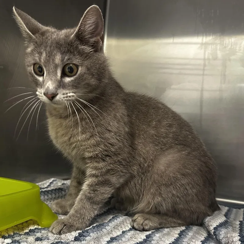 An adult extra large-sized female Gray / Blue / Silver Domestic Short Hair cat named Pearl for adoption in Warrensburg, MO