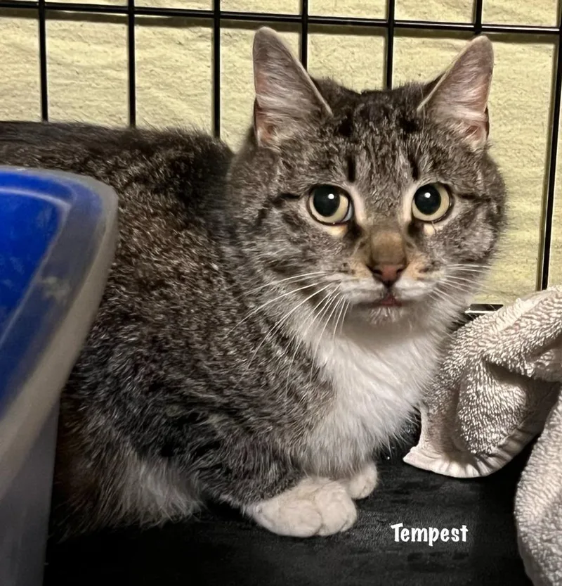 A young medium-sized female Domestic Short Hair cat named Ajalapeno Mar for adoption in Windsor, CT