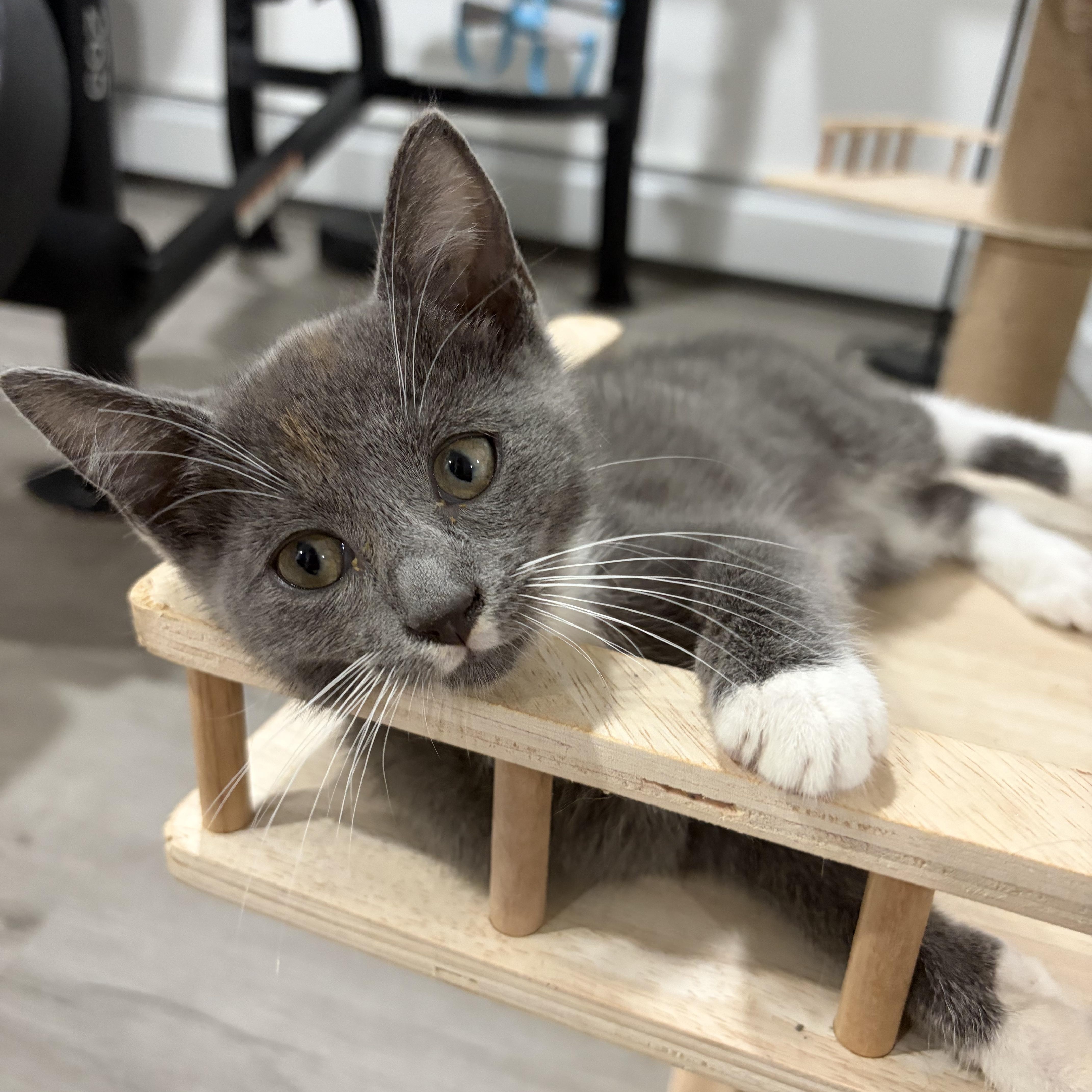 A baby small-sized male Gray / Blue / Silver Domestic Short Hair cat named Dorian for adoption in Stamford, CT