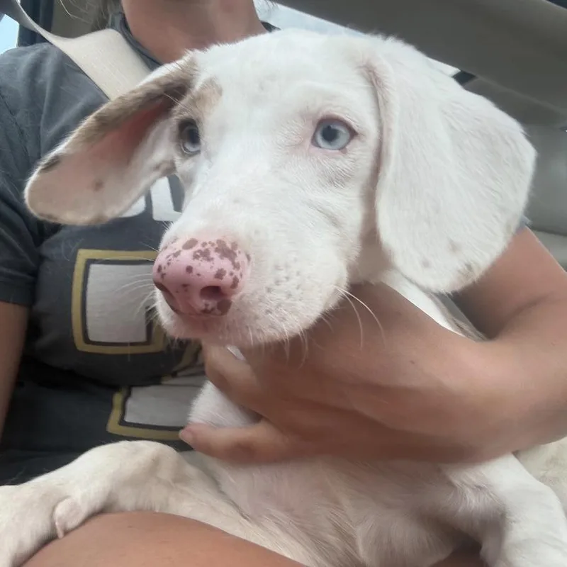 A baby small-sized female White / Cream Catahoula Leopard Dog dog named Pippy for adoption in Oceanside, NY
