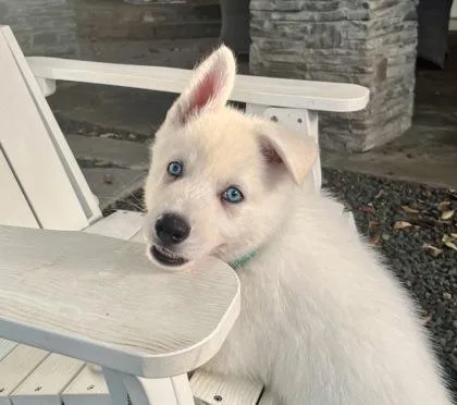 An adult large-sized male Siberian Husky dog named Stellan for adoption in Fort Worth, TX