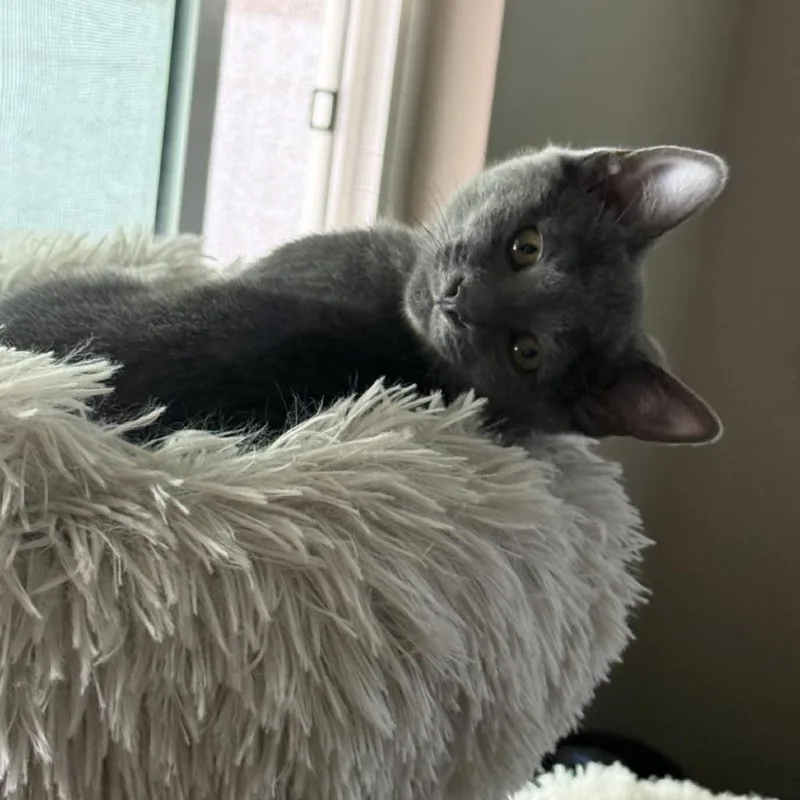 A baby small-sized female Gray / Blue / Silver Domestic Short Hair cat named Chloe for adoption in Long Beach, CA