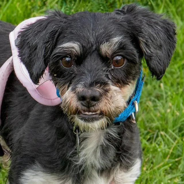 An adult small-sized male Schnauzer dog named Nolan for adoption in St. Louis, MO