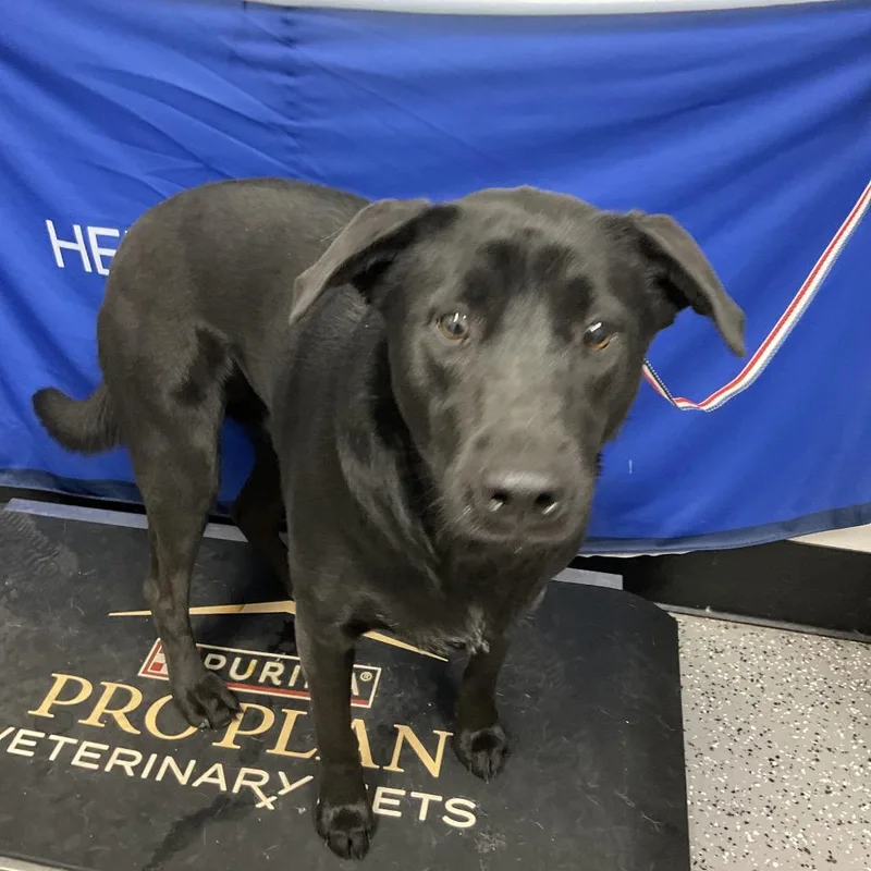 An adult large-sized female Black Labrador Retriever dog named Sabrina for adoption in Henderson, NV