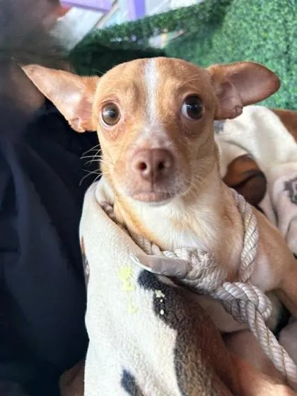 A young small-sized female Golden Chihuahua dog named Venadita for adoption in El Paso, TX