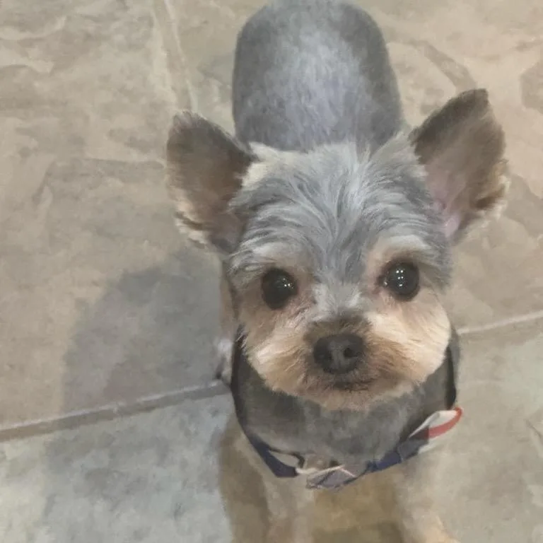 Lil Toot
